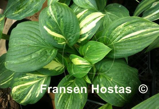 Hosta Pin Stripe Sister